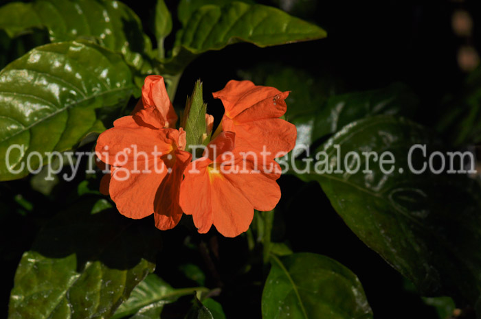 PGC-A-Crossandra-infundibuliformis-aka-Firecracker-Flower-1