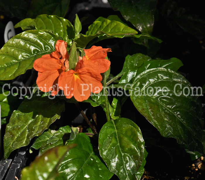 PGC-A-Crossandra-infundibuliformis-aka-Firecracker-Flower-3