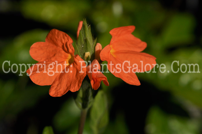 PGC-A-Crossandra-infundibuliformis-aka-Firecracker-Flower-4