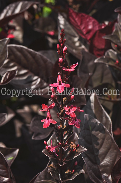 PGC-P-Crossandra-Apricot-Sun-2010-02