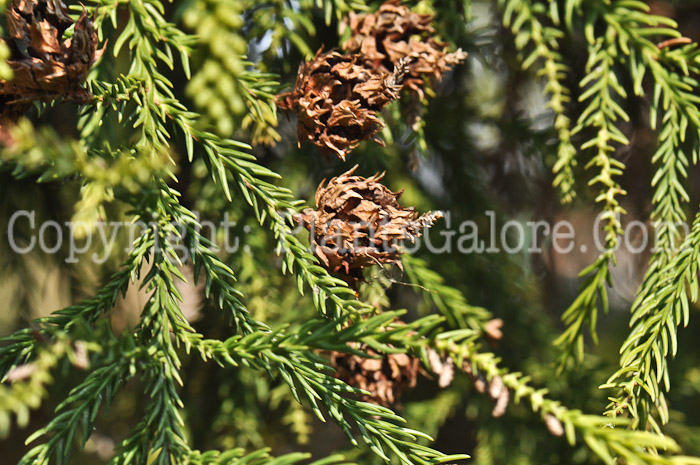 PGC-T-Cryptomeria-japonica-aka-Japanese-Cedar-1