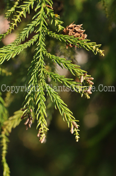 PGC-T-Cryptomeria-japonica-aka-Japanese-Cedar-2