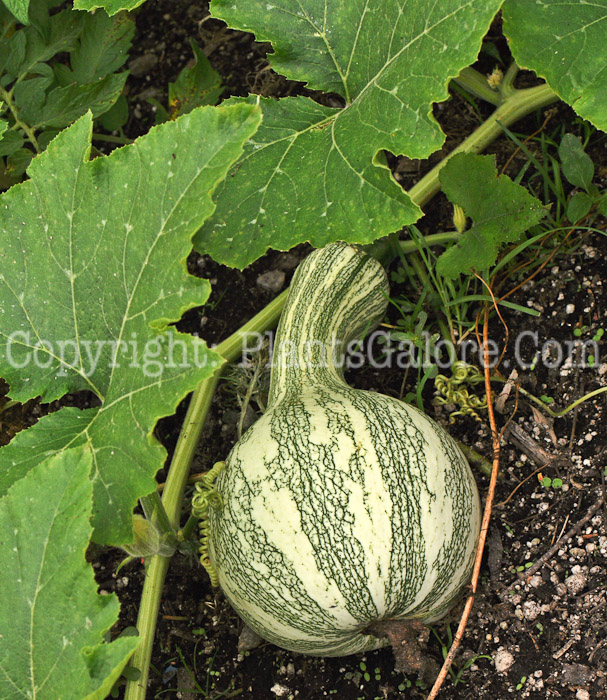 PGC-V-Cucurbita-mixta-Green-Striped-Cushaw-2010-001