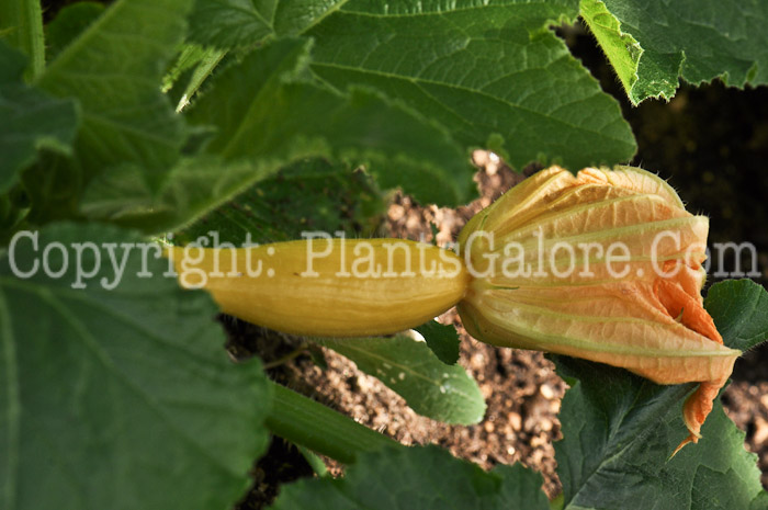 PGC-V-Cucurbita-pepo-aka-Squash-3