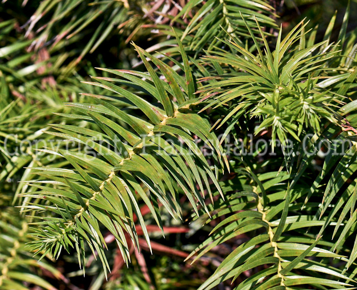 PGC-T-Cunninghamia-lanceolata-aka-China-Fir-2