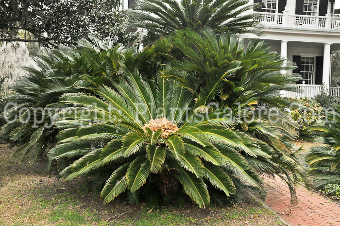 PGC-S-Cycas-revoluta-aka-Sago-Palm-2