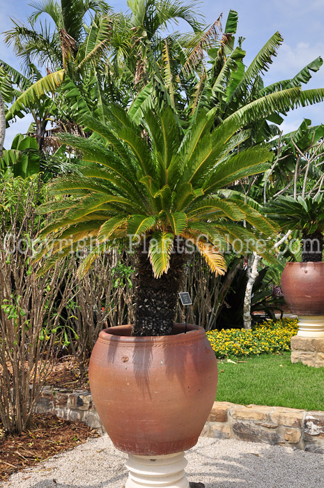 PGC-S-Cycas-revoluta-aka-Sago-Palm-2013-2
