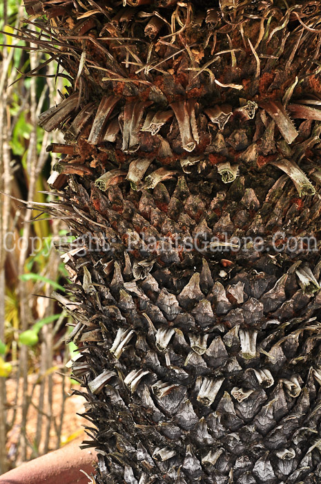 PGC-S-Cycas-revoluta-aka-Sago-Palm-2013-3