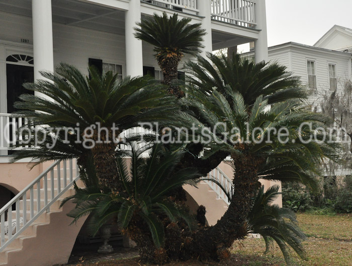 PGC-S-Cycas-revoluta-aka-Sago-Palm-4