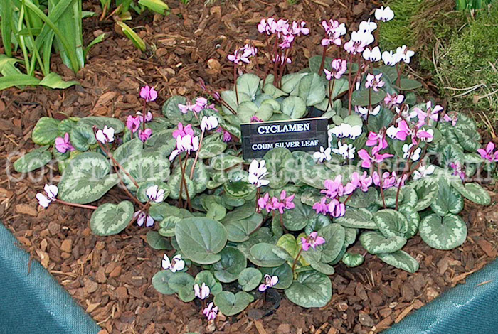 PGC-P-Cyclamen-hederifolium-aka-Hardy-Cyclamen-1