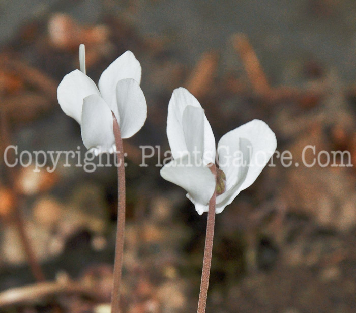 PGC-P-Cyclamen-hederifolium-aka-Hardy-Cyclamen-1-1