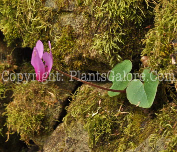 PGC-P-Cyclamen-hederifolium-aka-Hardy-Cyclamen-2