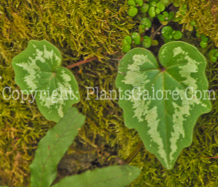 PGC-P-Cyclamen-hederifolium-aka-Hardy-Cyclamen-3