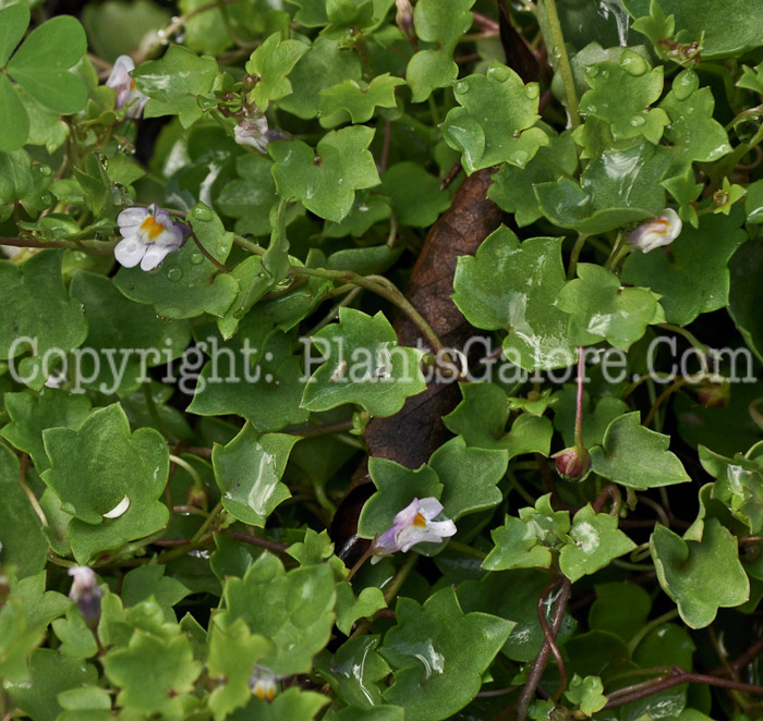 PGC-P-Cymbalaria-muralis-aka-Kenilworth-Ivy-1