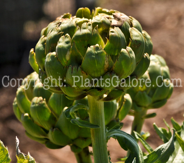 PGC-A-Cynara-cardunculus-Imperial-Star-aka-Artichoke-1