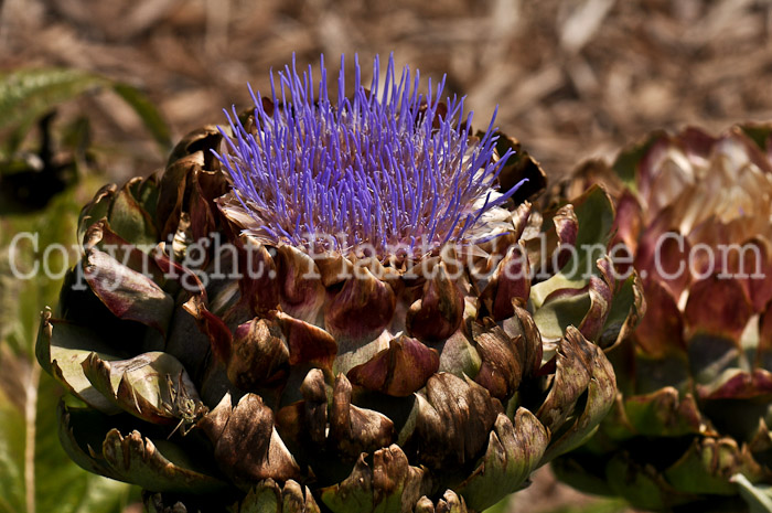 PGC-A-Cynara-cardunculus-Imperial-Star-aka-Artichoke-2