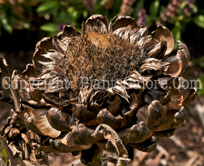 PGC-A-Cynara-cardunculus-Imperial-Star-aka-Artichoke-4