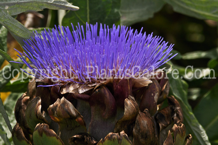 PGC-A-Cynara-cardunculus-Imperial-Star-aka-Artichoke-5