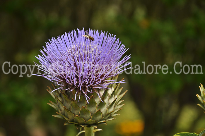 PGC-P-Cynara-cardunculus-aka-Cardoon-1-1