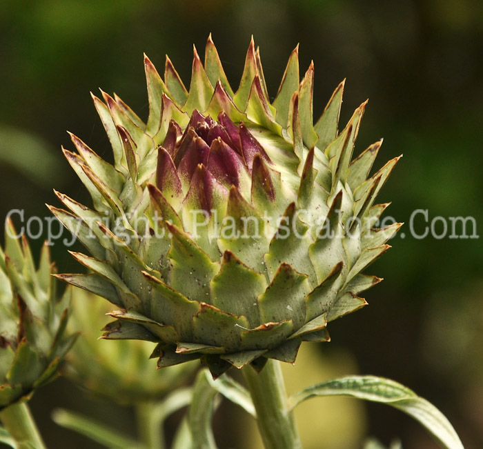 PGC-P-Cynara-cardunculus-aka-Cardoon-2-1