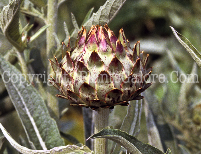 PGC-P-Cynara-cardunculus-aka-Cardoon-2-2