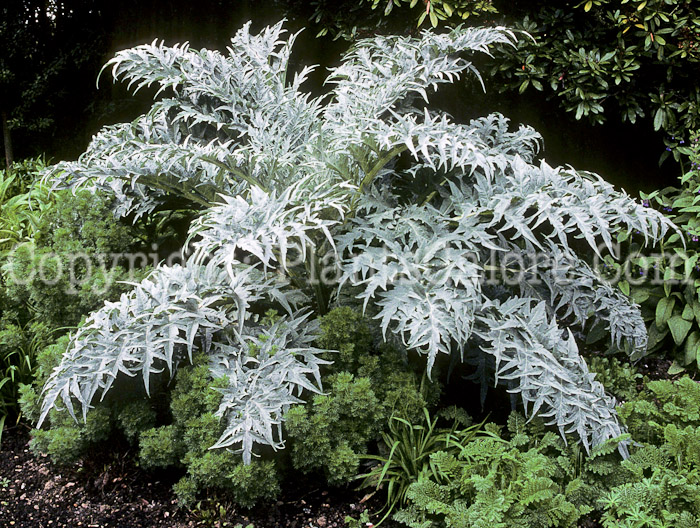 PGC-P-Cynara-cardunculus-aka-Cardoon-3