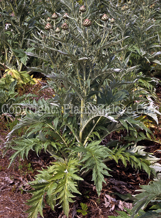 PGC-P-Cynara-cardunculus-aka-Cardoon-5