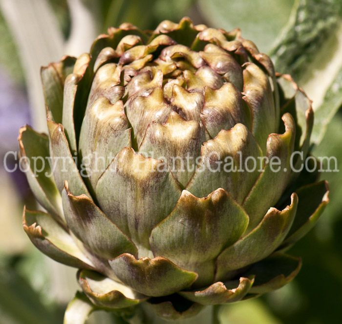 PGC-P-Cynara-cardunculus-aka-Globe-Artichoke-0514i-2