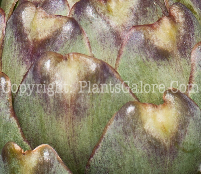 PGC-P-Cynara-cardunculus-aka-Globe-Artichoke-0514i-3