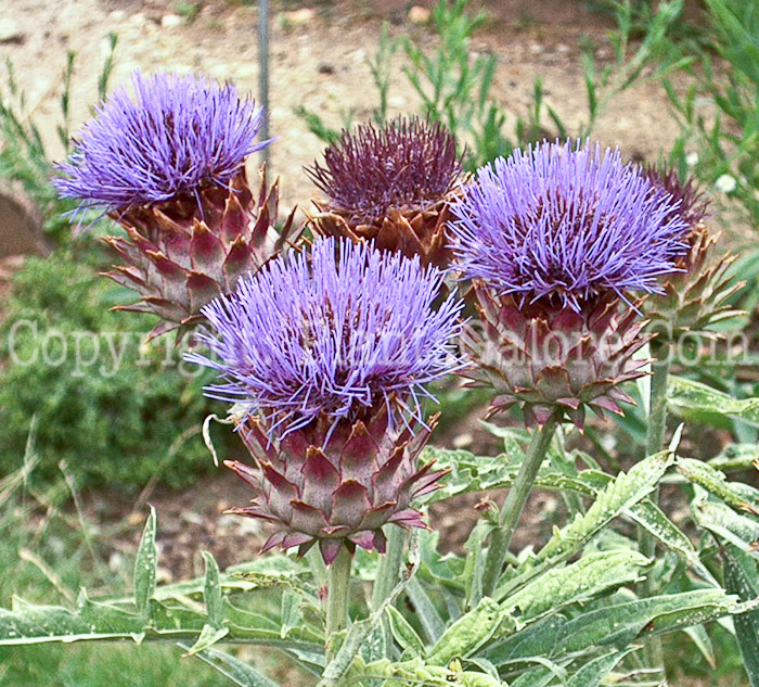 PGC-P-Cynara-scolymus-aka-Artichoke-1