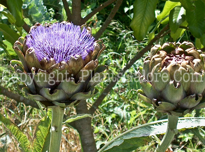 PGC-P-Cynara-scolymus-aka-Artichoke-4