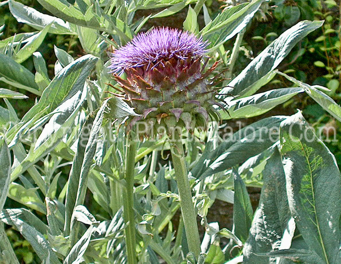 PGC-P-Cynara-scolymus-aka-Artichoke-5