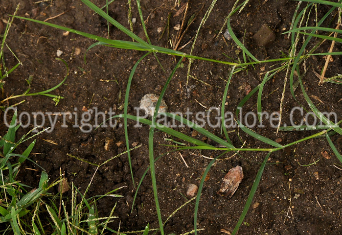 PGC-G-Cynodon-dactylon-aka-Bermuda-Grass-2012 (1 of 3)