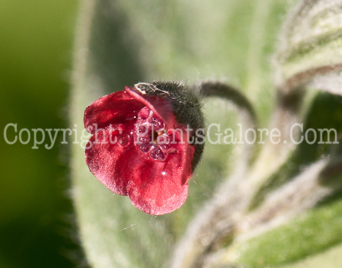 PGC-P-Cynoglossum-officinale-aka-Hounds-Tongue-0514n-1