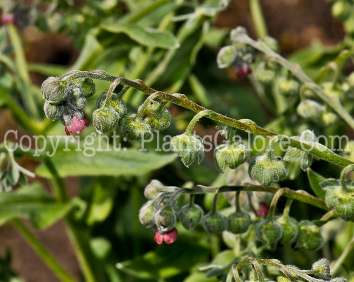 PGC-P-Cynoglossum-officinale-aka-Houndstongue-2