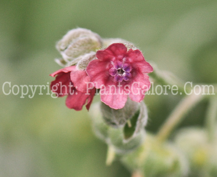 PGC-P-Cynoglossum-officinale-aka-Houndstongue-3