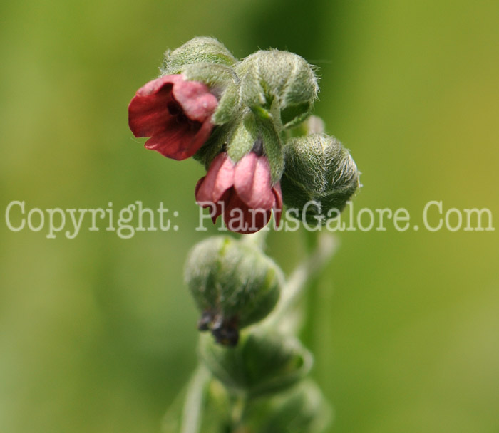 PGC-P-Cynoglossum-officinale-aka-Houndstongue-5