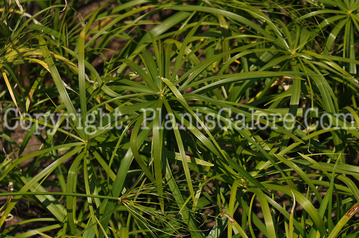 PGC-G-Cyperus-Baby-Tut-2010-01