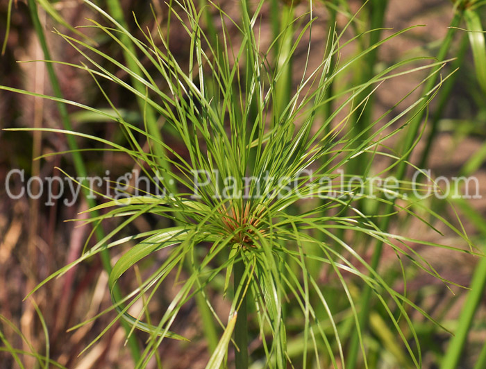 PGC-G-Cyperus-Baby-Tut-2010-010