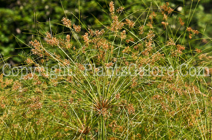 PGC-G-Cyperus-Baby-Tut-2010-019