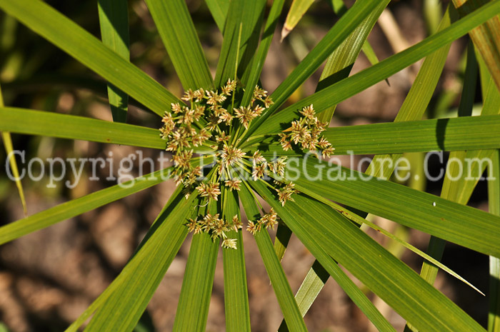 PGC-G-Cyperus-Baby-Tut-MSU-10-2011-003