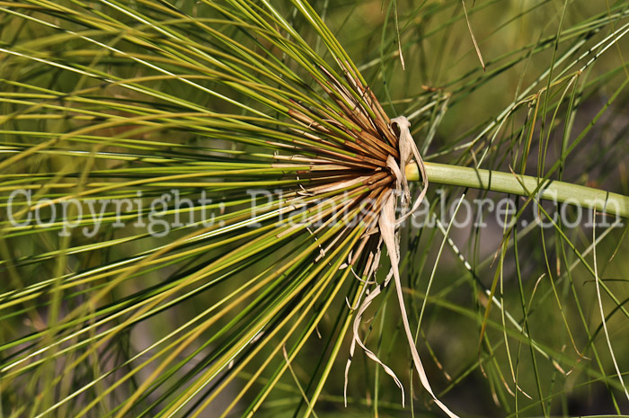 PGC-G-Cyperus-King-Tut-MSU-10-2011-001