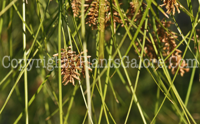 PGC-G-Cyperus-King-Tut-MSU-10-2011-004