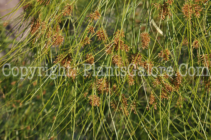 PGC-G-Cyperus-King-Tut-MSU-10-2011-005