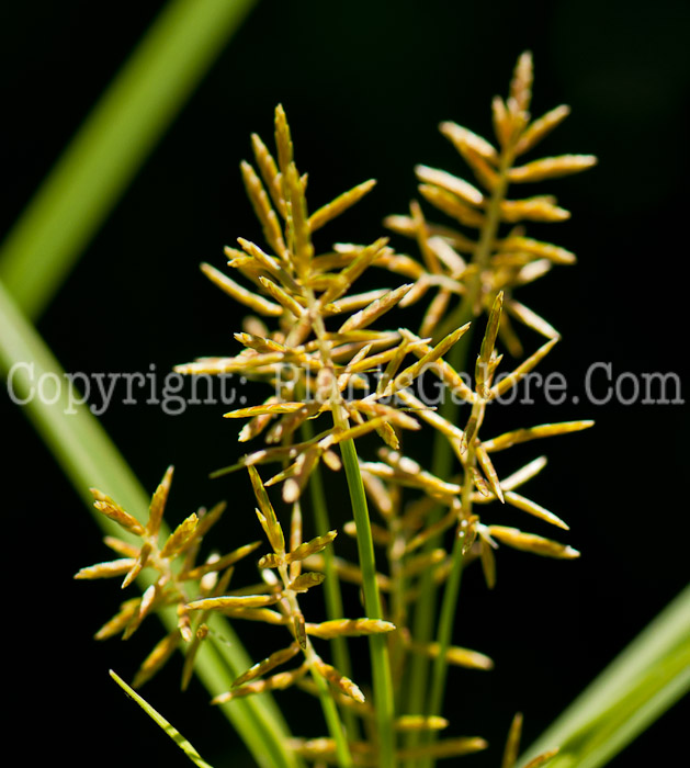 PGC-G-Cyperus-esculentus-aka-Yellow-Nutsedge-0714b-1