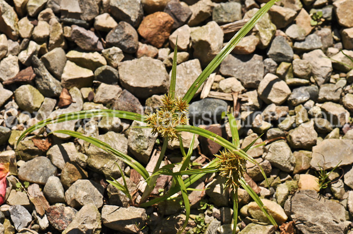 PGC-G-Cyperus-esculentus-yellow-nutsedge-Bordines-8-2011-001