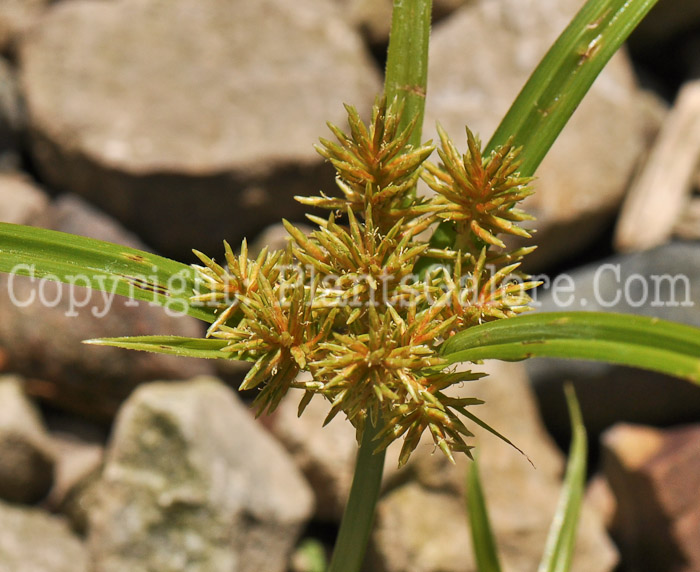 PGC-G-Cyperus-esculentus-yellow-nutsedge-Bordines-8-2011-002