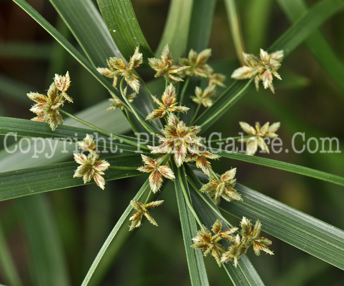 PGC-G-Cyperus-isocladus-05-12-1