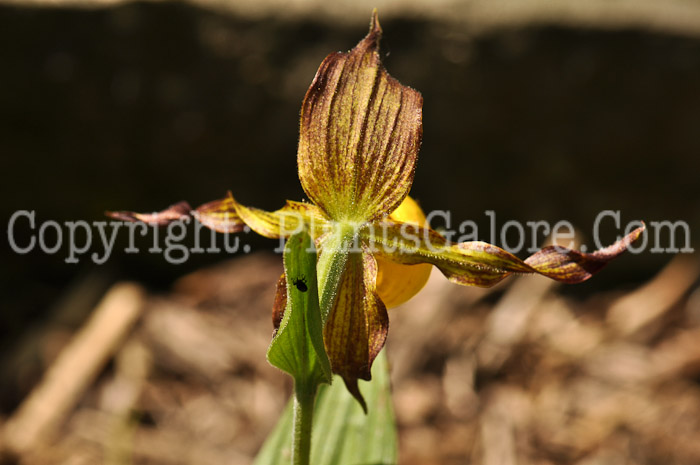 PGC-P-Cypripedium-acaule-aka-Ladys-Slippers-1