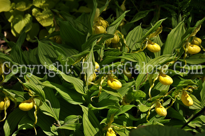 PGC-P-Cypripedium-acaule-aka-Ladys-Slippers-2